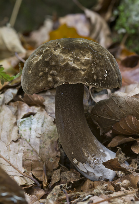 Porphyrellus porphyrosporus